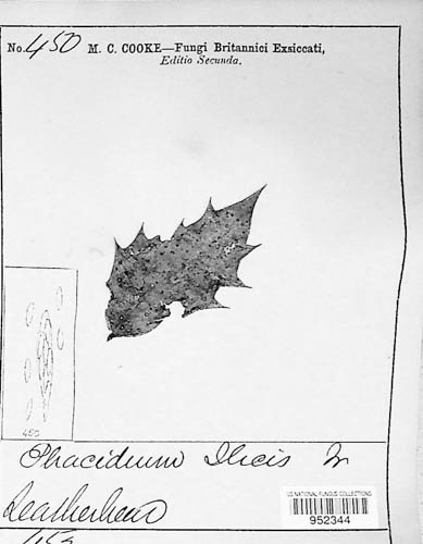 Phacidium lauri image